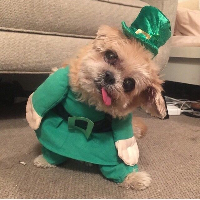 Photo of Tips On Hassle-free Travel With Your Furry Friend 3/13 by Priyam Bagga