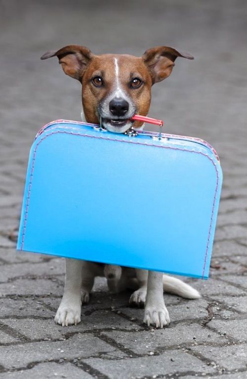 Photo of Tips On Hassle-free Travel With Your Furry Friend 9/13 by Priyam Bagga