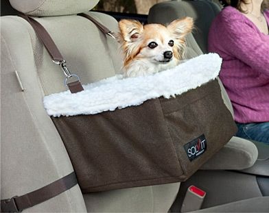 Photo of Tips On Hassle-free Travel With Your Furry Friend 11/13 by Priyam Bagga
