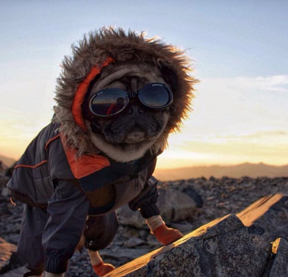 Photo of 16 Dogs Who Show You How To Do Camping Right 1/18 by Disha Kapkoti