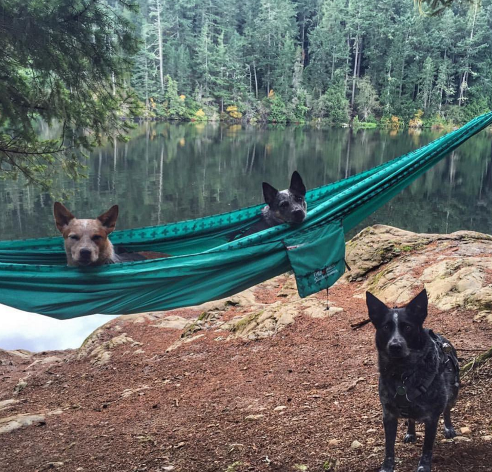Photo of 16 Dogs Who Show You How To Do Camping Right 3/18 by Disha Kapkoti