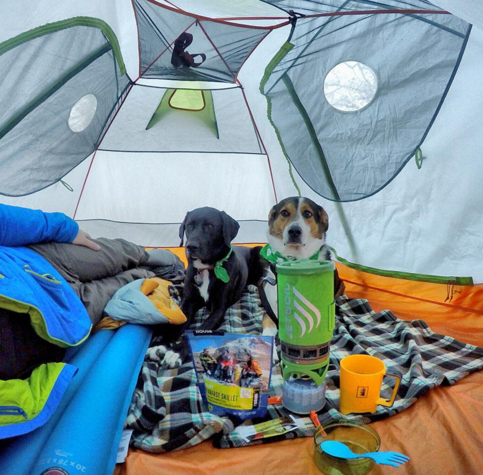 Photo of 16 Dogs Who Show You How To Do Camping Right 4/18 by Disha Kapkoti