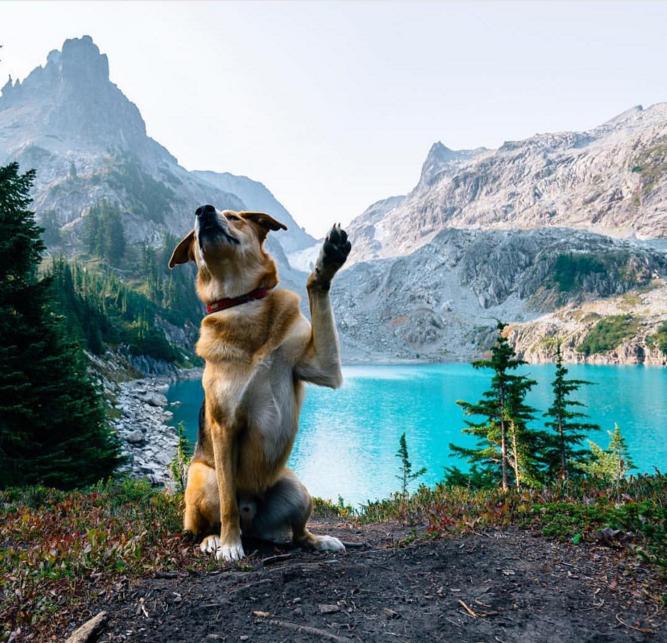 Photo of 16 Dogs Who Show You How To Do Camping Right 8/18 by Disha Kapkoti