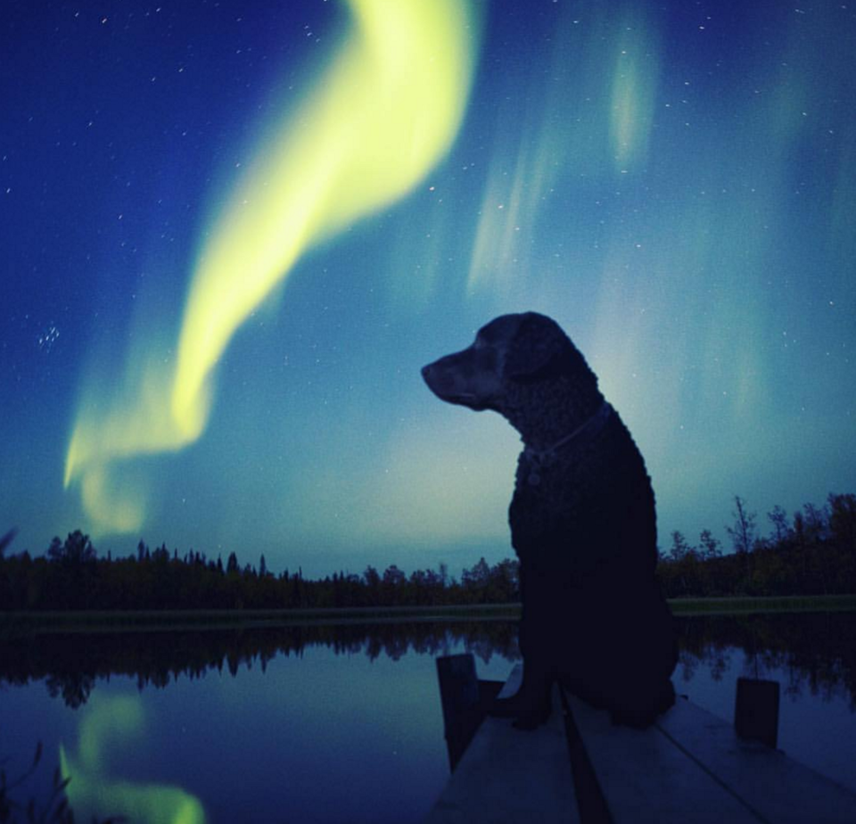 Photo of 16 Dogs Who Show You How To Do Camping Right 9/18 by Disha Kapkoti