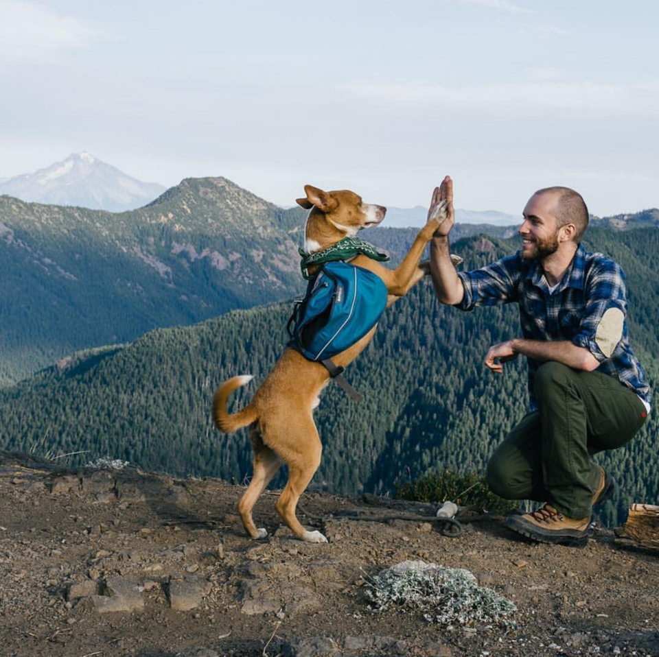 Photo of 16 Dogs Who Show You How To Do Camping Right 12/18 by Disha Kapkoti