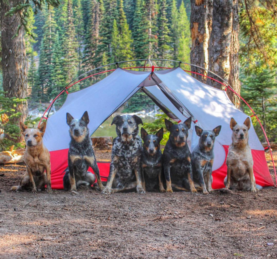 Photo of 16 Dogs Who Show You How To Do Camping Right 13/18 by Disha Kapkoti