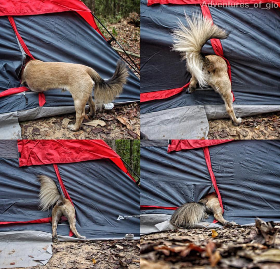 Photo of 16 Dogs Who Show You How To Do Camping Right 6/18 by Disha Kapkoti