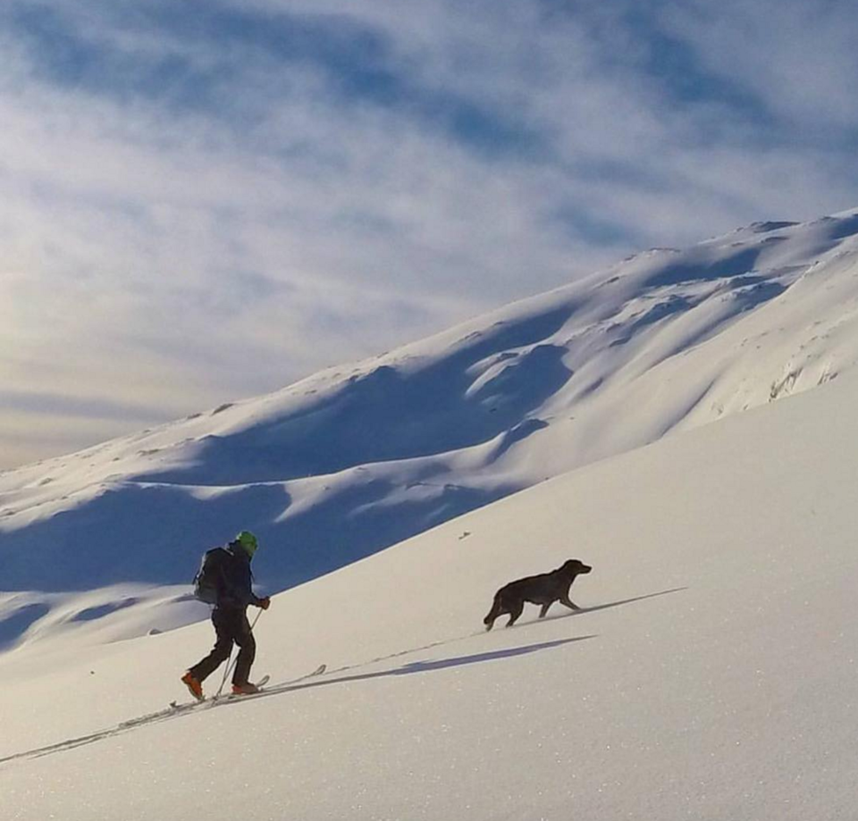 Photo of 16 Dogs Who Show You How To Do Camping Right 14/18 by Disha Kapkoti