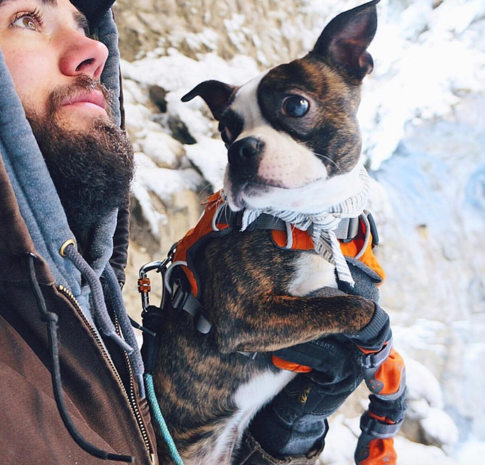 Photo of 16 Dogs Who Show You How To Do Camping Right 16/18 by Disha Kapkoti