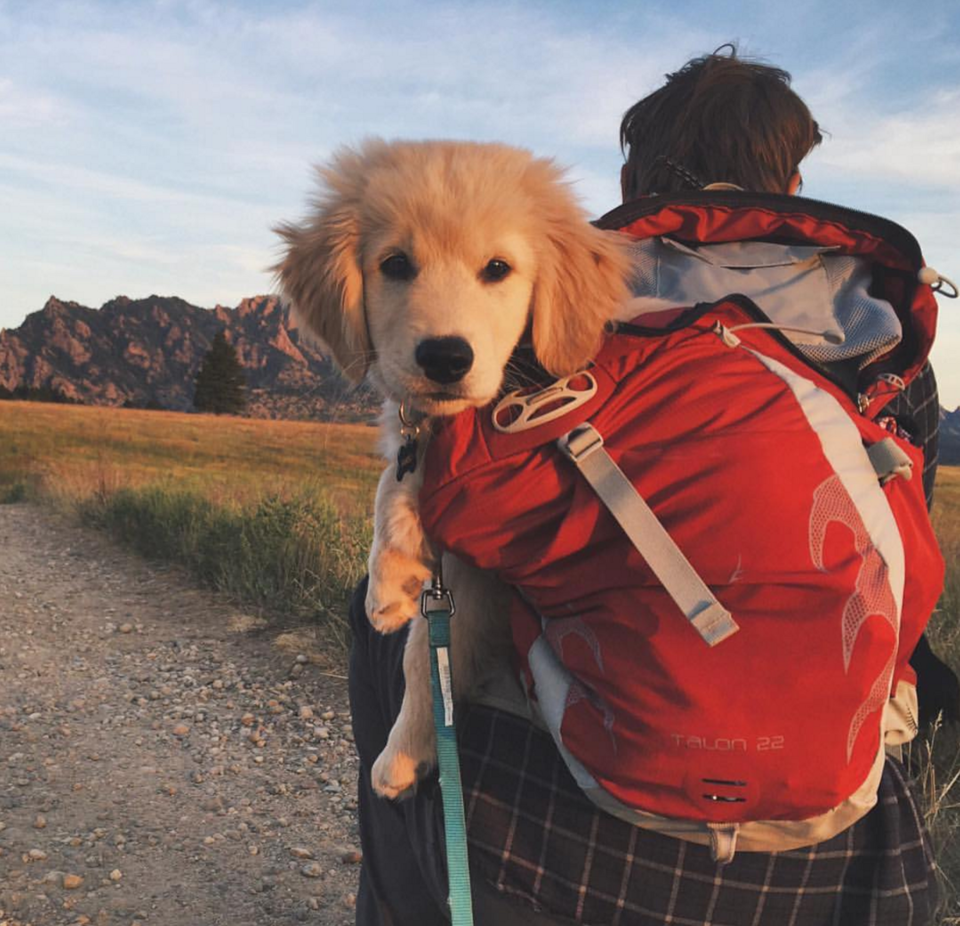 Photo of 16 Dogs Who Show You How To Do Camping Right 15/18 by Disha Kapkoti
