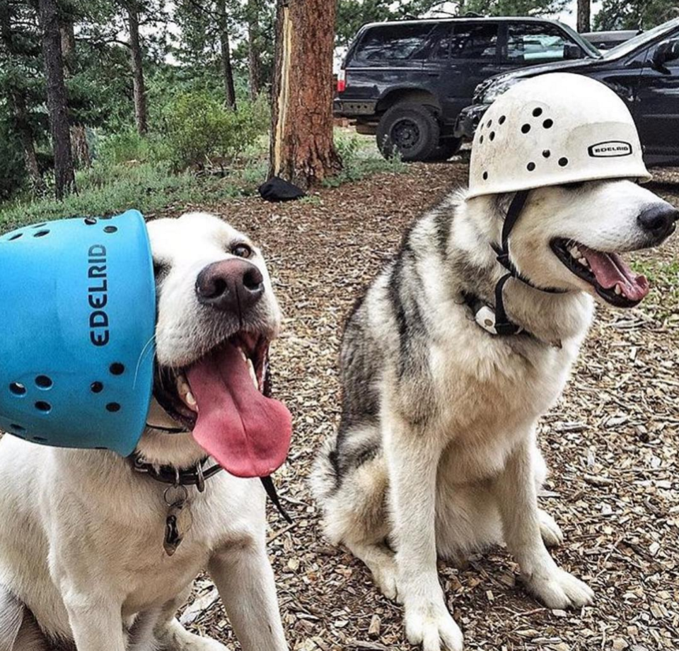 Photo of 16 Dogs Who Show You How To Do Camping Right 5/18 by Disha Kapkoti