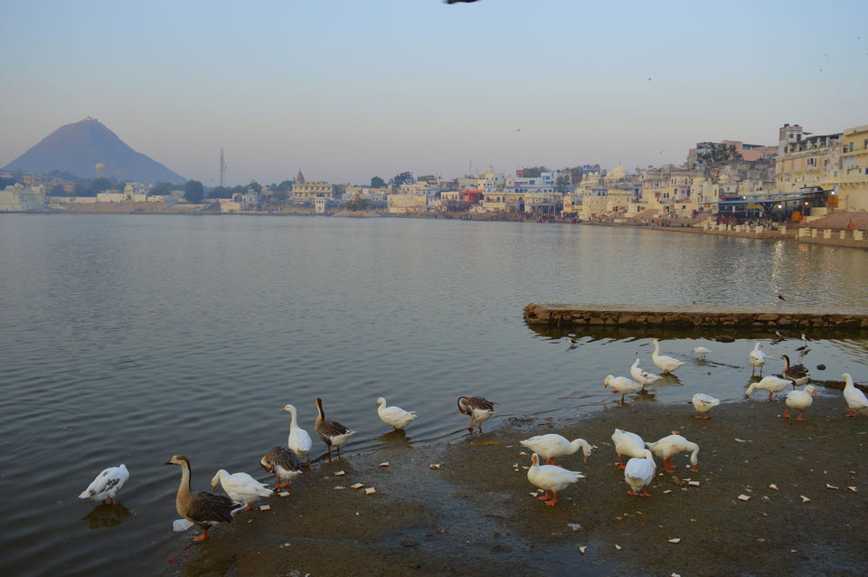 Photo of A Parikrama at the Pushkar Ghat 3/9 by Polomi M (Curious Traveler)