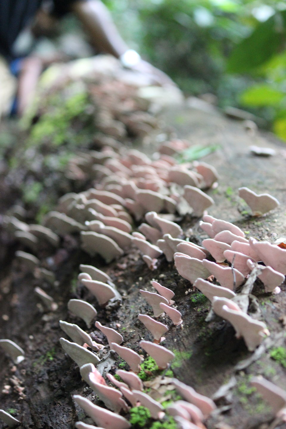 Photo of The dubious trails of Dabbe! 8/10 by Anirudh Pangri