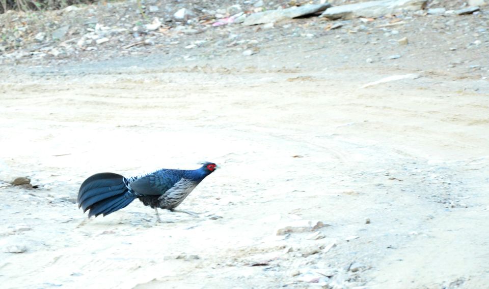 Photo of 5 Lesser Known Attractions of Nainital 4/5 by BaawaraMann