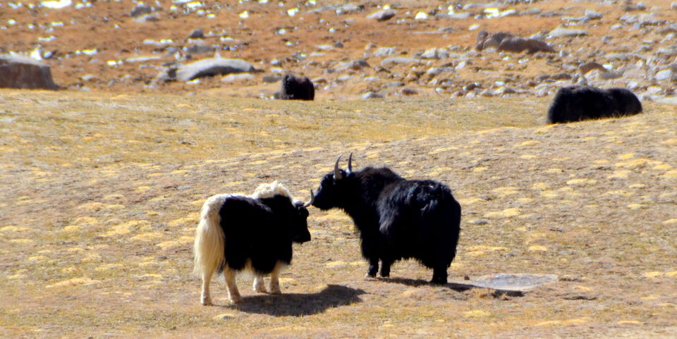 Photo of Memorable trip to Pangong Tso – A slice of heaven 20/31 by Bobby
