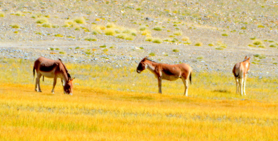 Photo of Memorable trip to Pangong Tso – A slice of heaven 18/31 by Bobby