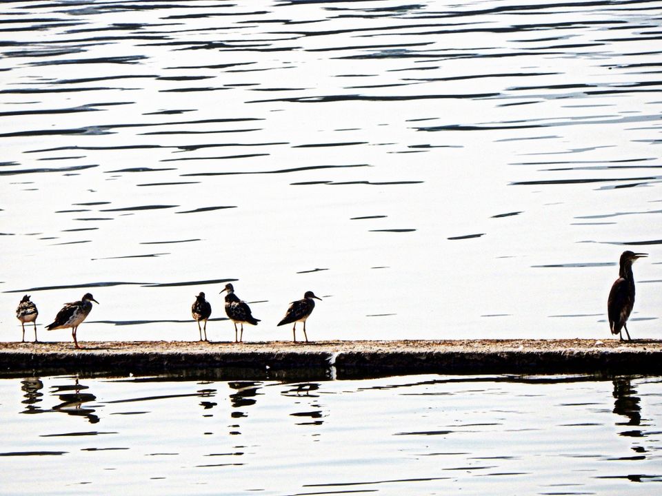 Photo of Pushkar Mela: Not for everyone? 8/8 by Swati Saxena