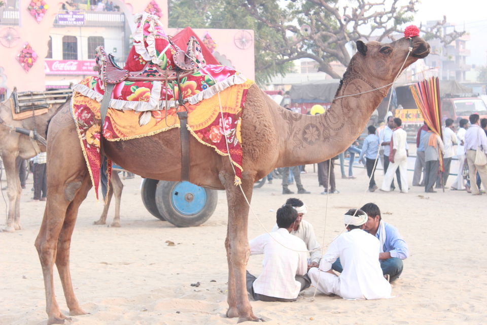 Photo of Pushkar Fair – A Story Untold 2/30 by Jatin Jindal
