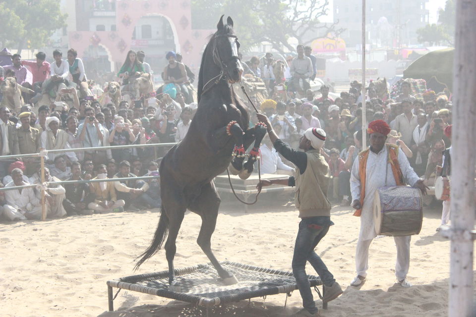Photo of Pushkar Fair – A Story Untold 17/30 by Jatin Jindal