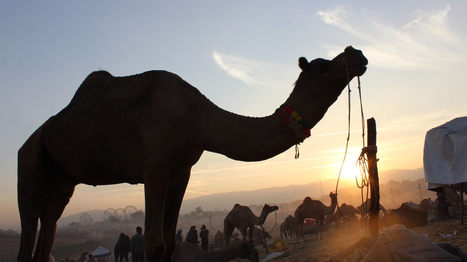 Photo of Pushkar Fair – A Story Untold 24/30 by Jatin Jindal