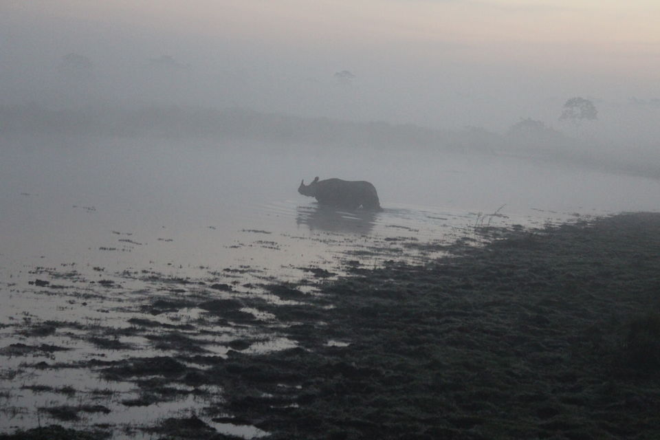 Photo of North-East Diaries- Kaziranga National Park 46/46 by Rachit Pathak