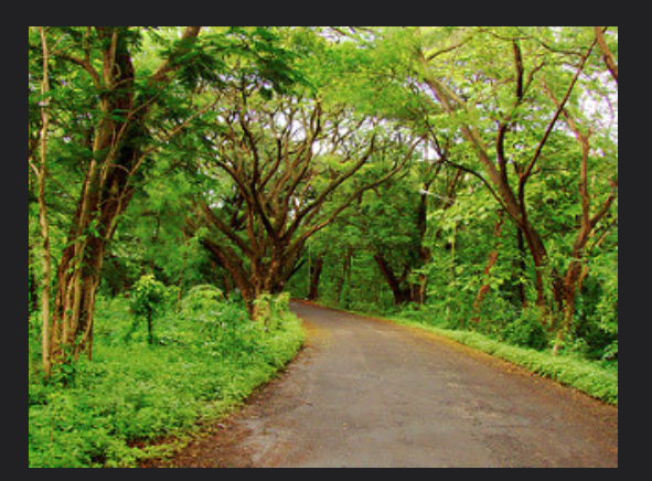 Photo of Peace out in Mumbai: Peaceful Pockets 5/5 by Arushi Dutt