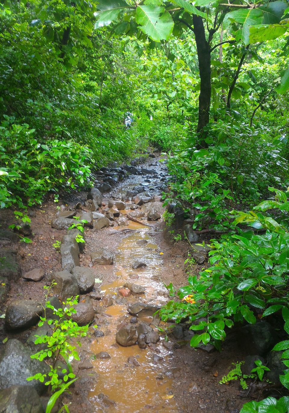 Photo of Monsoon Trail To Mahuli Fort 15/23 by ExploGraphr