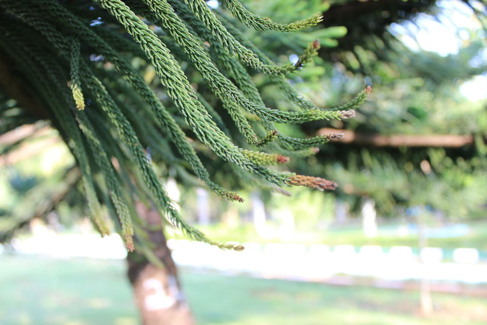 Photo of Bike Trip to Mysore in awesome weather !!! 3/5 by Raj Kashyap