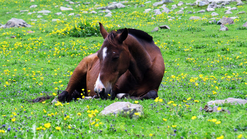 Photo of Tarsar: The Blue Lake of Kashmir 9/9 by The Compulsive Traveller
