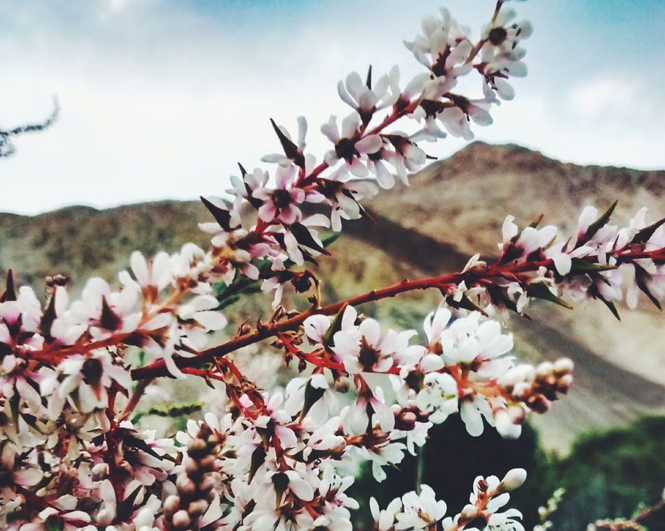 Photo of How to Heal Yourself: 5 Revelations on the Road to Ladakh 8/8 by Bidisha Dutta