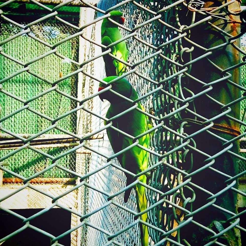 Photo of The Journeys of Small Things 2/7 by Parikshit Joshi