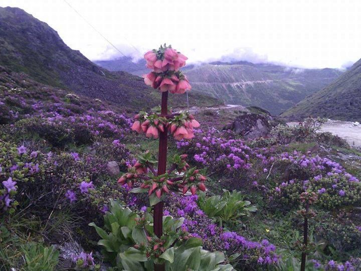 Photo of 47 Photos that will Make You Dust Off Your Backpack and Go to Northeast India Now 30/47 by Bidisha Dutta