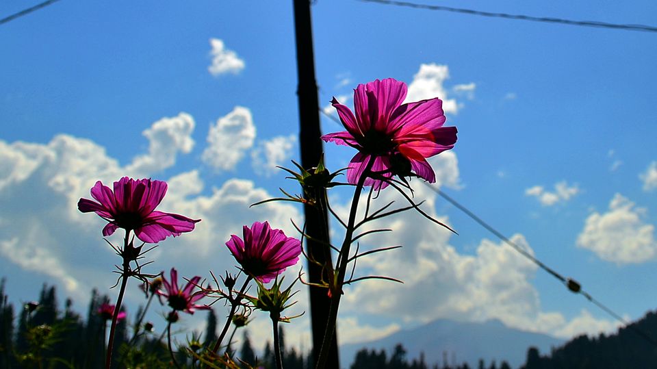 Photo of Shikaras, Noon Chai And Unmissable Things To Do In Kashmir (6D/5N) 12/16 by Tripoto