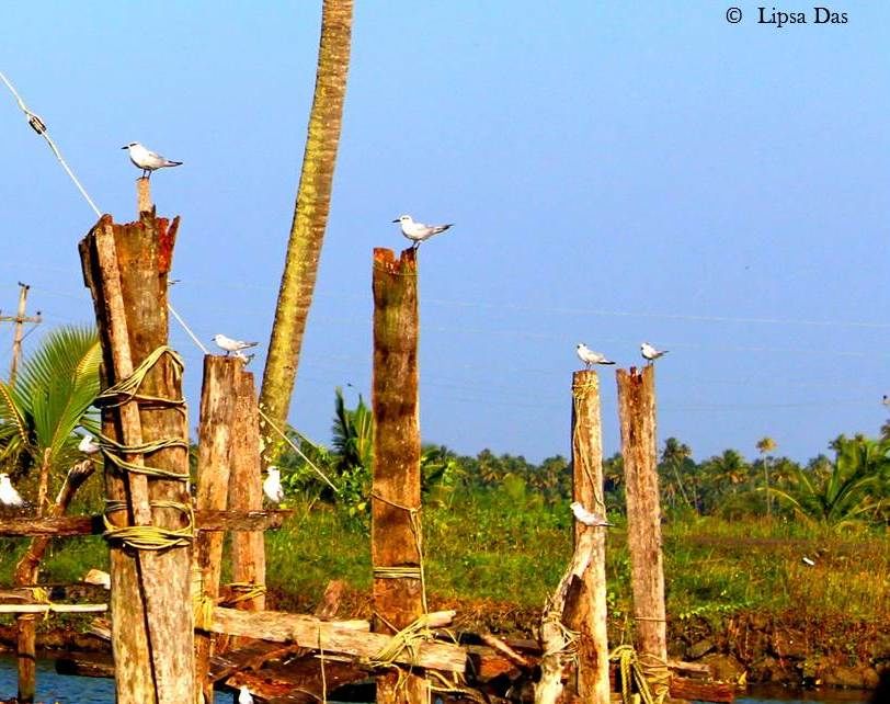 Photo of Kerala Dairies: To mesmerising sunrises & sunsets 29/39 by Lipsa D