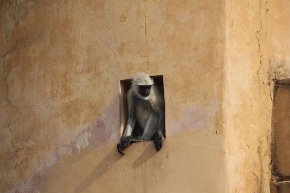 Photo of A day at Amer Fort: The most amazing fort of Jaipur 24/24 by anirudhsingh