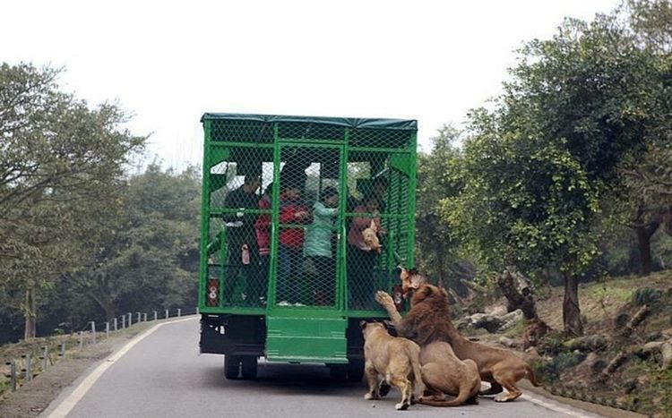 Photo of Humans Are Caged At This Unique Zoo in China, While Animals Roam Free 3/5 by Priyam Bagga