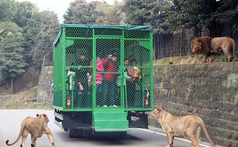 Photo of Humans Are Caged At This Unique Zoo in China, While Animals Roam Free 1/5 by Priyam Bagga