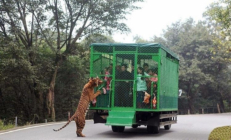 Photo of Humans Are Caged At This Unique Zoo in China, While Animals Roam Free 2/5 by Priyam Bagga