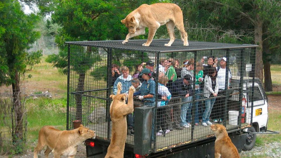 Photo of Humans Are Caged At This Unique Zoo in China, While Animals Roam Free 5/5 by Priyam Bagga