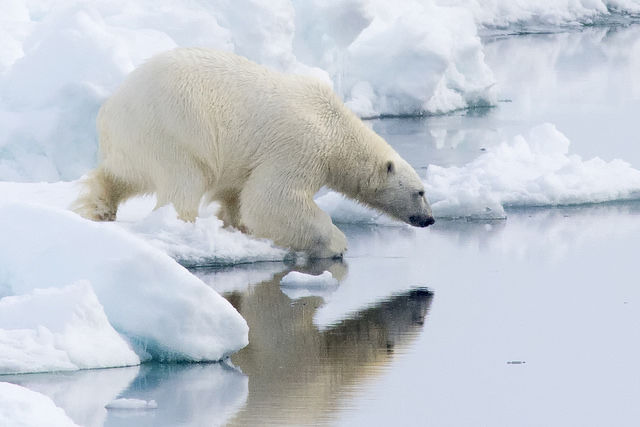 Photo of 3 Reasons why You Should Travel to the North Pole 3/3 by Ken Reyes