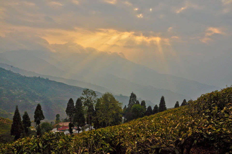 Photo of The Tea Gardens, Toy Train and Other Things to do in Darjeeling (3D/2N) 7/18 by Tripoto