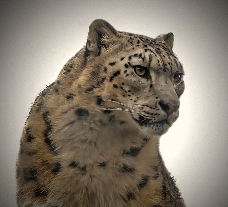Photo of 20 feet from the wild 4/4 by Rajat Chakraborty