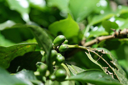 Photo of Kerala Has Been Ranked As The Best Travel Destination In India. Why Haven't You Been There Yet? 24/60 by Tripoto