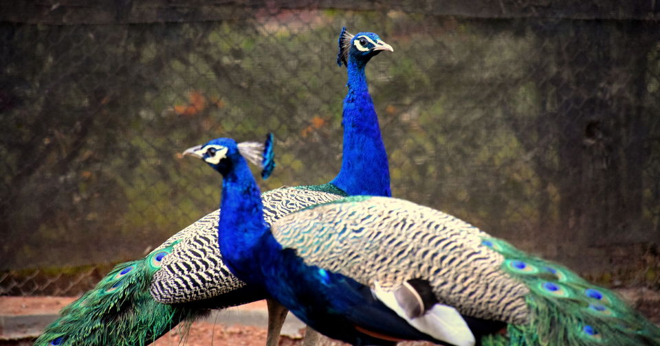 Photo of City walk: Mysore 31/32 by Subhadeep Banerjee