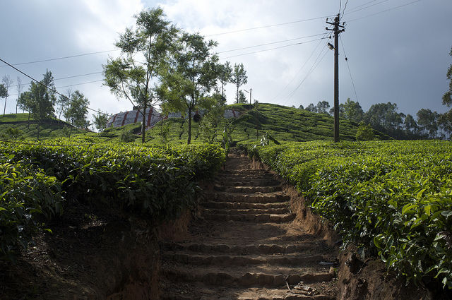 Photo of Kerala Has Been Ranked As The Best Travel Destination In India. Why Haven't You Been There Yet? 33/60 by Tripoto