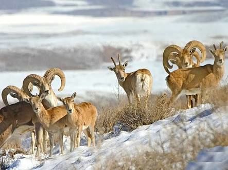 Photo of 10 reasons that will convince you to visit Ladakh in Winter instead of tourist season 14/14 by Ayan Das