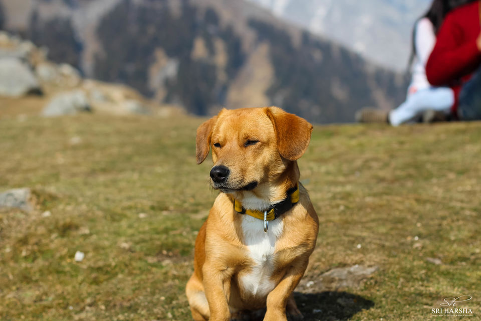 Photo of Triund Trek 17/26 by Sri Harsha