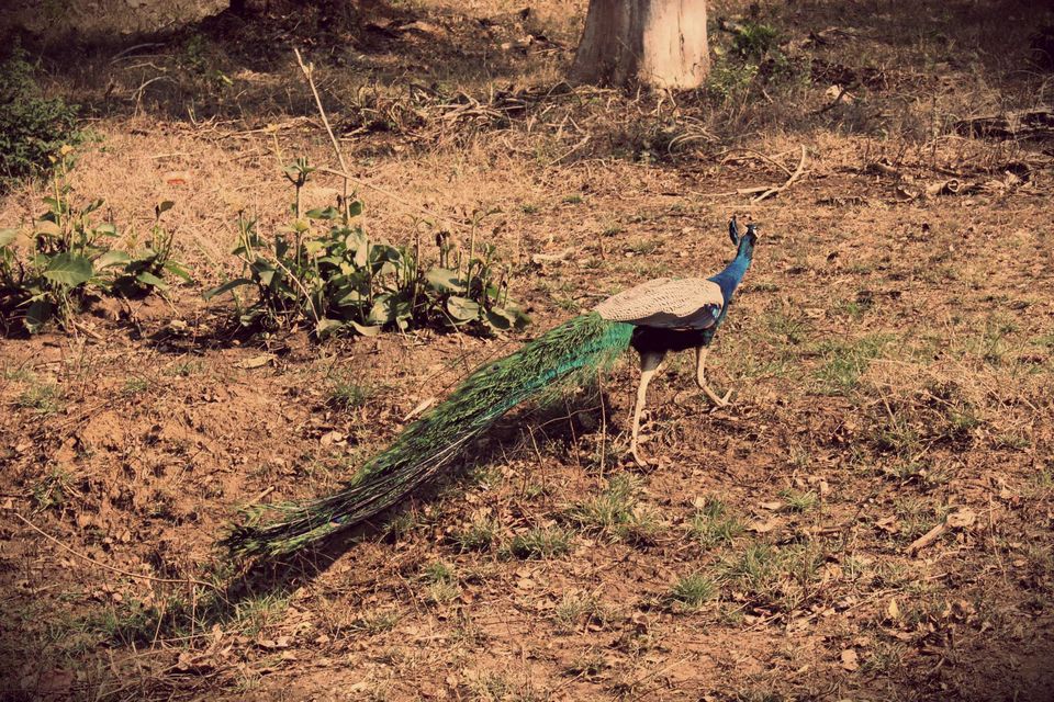 Photo of Cherrapunji of South: Agumbe 8/11 by Swathi Mudhunuri