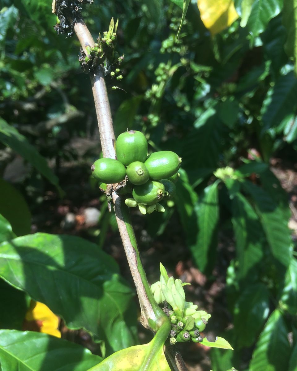 Photo of Should you visit Coorg or not? Find out here! 1/9 by Ashna Sirohi