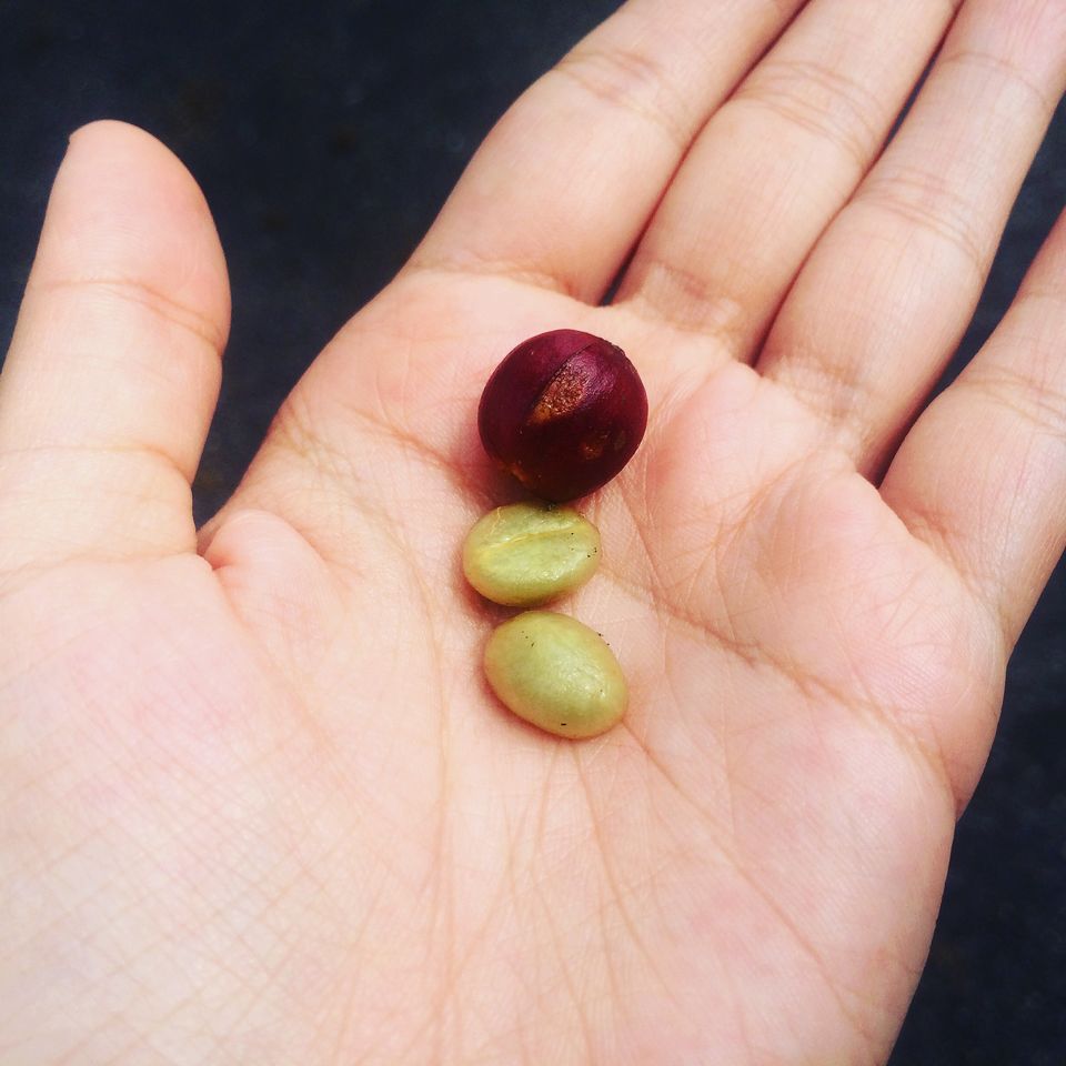 Photo of Should you visit Coorg or not? Find out here! 2/9 by Ashna Sirohi